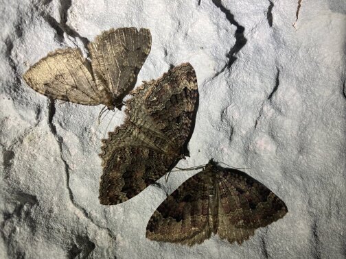 Wegdornspanner und Zackeneuler